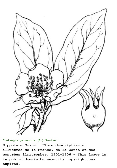 Crataegus germanica (L.) Kuntze